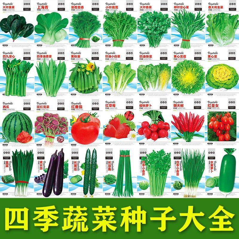 蔬菜种子大叶香菜四季香葱播种营养土盆栽植辣椒番茄种籽大全阳台