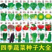 蔬菜种子大叶香菜四季 香葱播种营养土盆栽植辣椒番茄种籽大全阳台