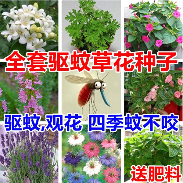 驱蚊草花种子大全薄荷藿香薰茉莉茴香艾草除虫草衣草罗勒凤仙种籽图片
