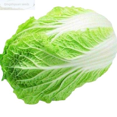 66种开春季春蔬菜种子植物种丝瓜黄瓜辣椒蔬豆角玉种米茄子农去虫