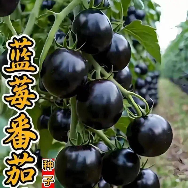 黑石番茄种子大全四季播种紫黑妃小宝西红柿种籽阳台盆栽蔬菜种孑