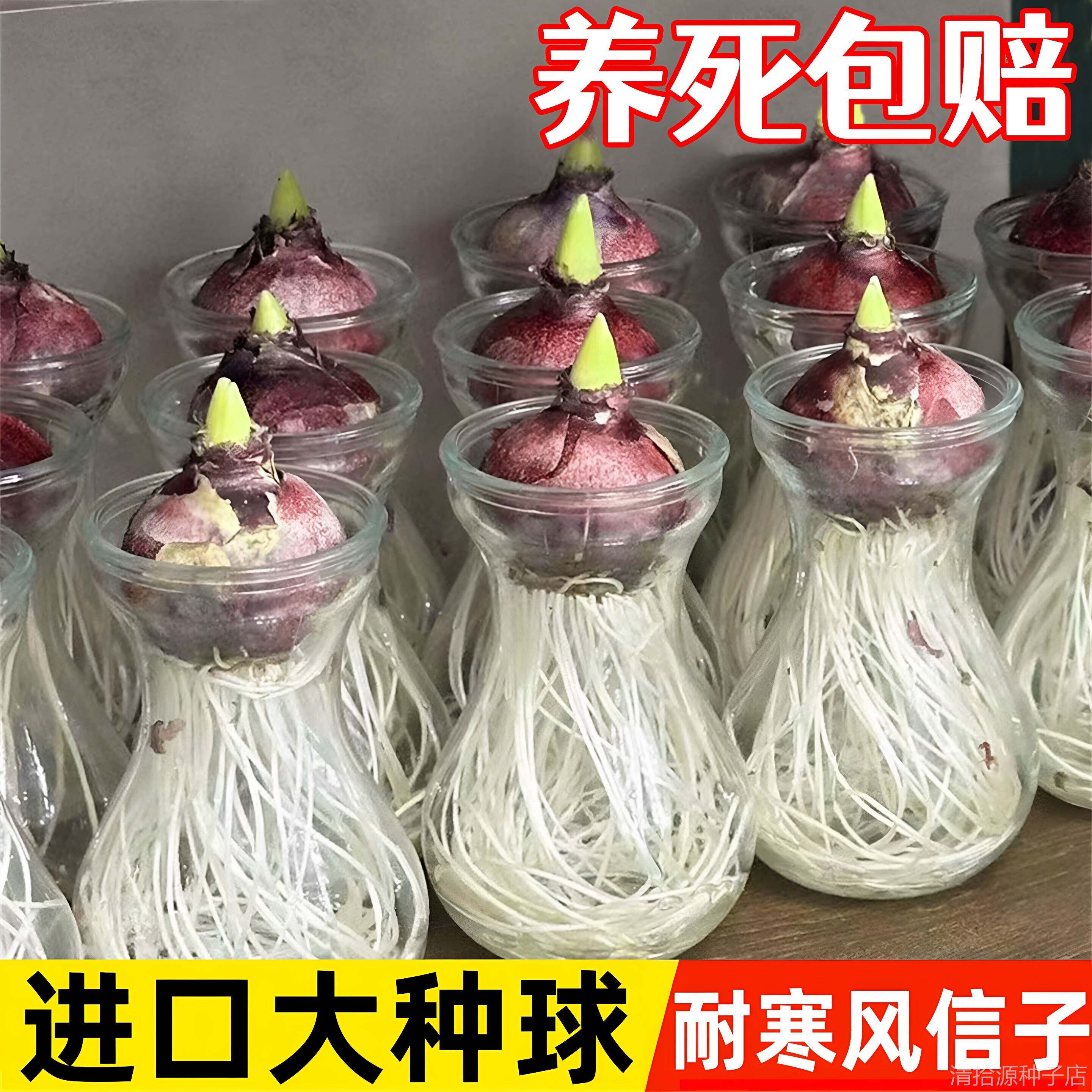 风信子种球水培盆栽带芽特大进口球根植物花卉室内花水仙种子土培