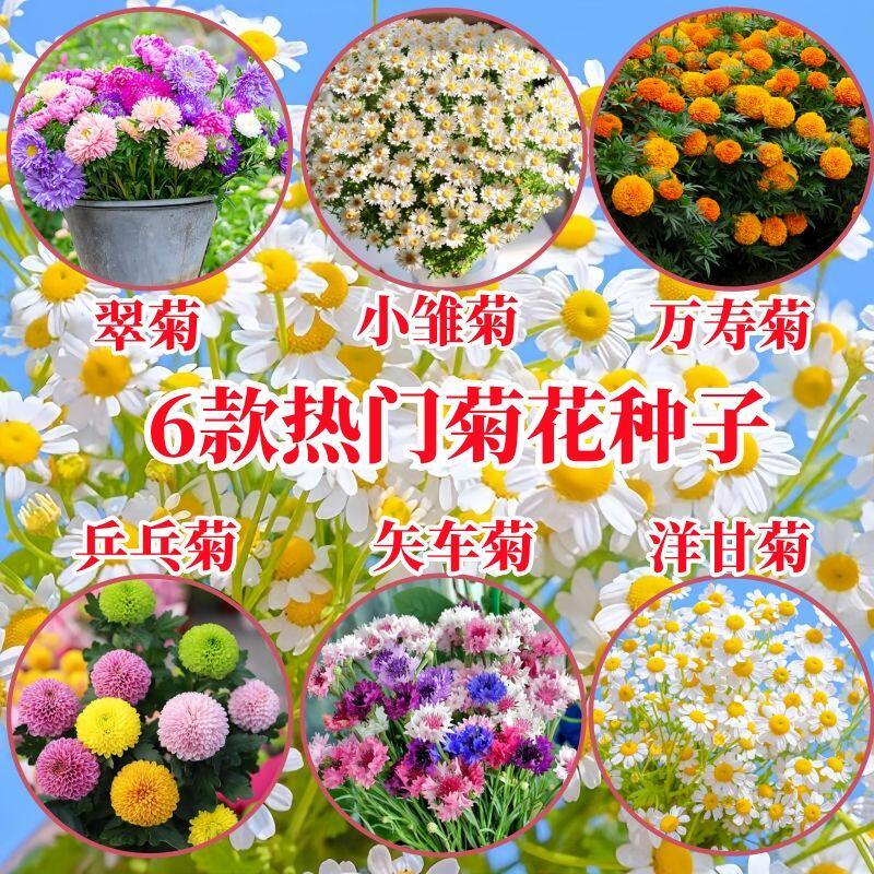 翠菊小雏菊洋甘菊花种子盆栽春夏开花爆盆室内外花卉种籽庭院阳台