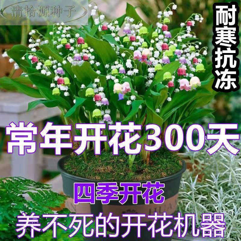 花卉开子 耐冻易活植物进口耐寒种子四季花绿植种铃兰花种子