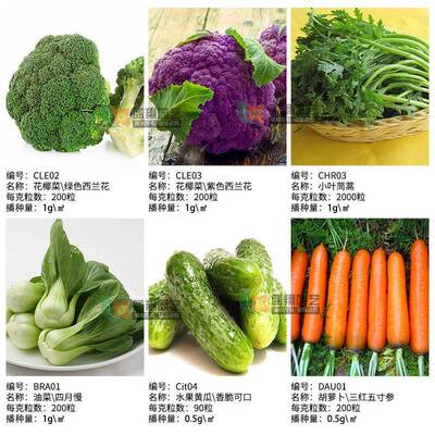 64种开春季春蔬菜子6套餐丝瓜R黄瓜辣椒HIC蔬EAT豆角玉种米茄子农