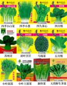 秋冬蔬菜种莓大全室内子农菜家阳台庭院播种香生菜草辣外椒菜上海