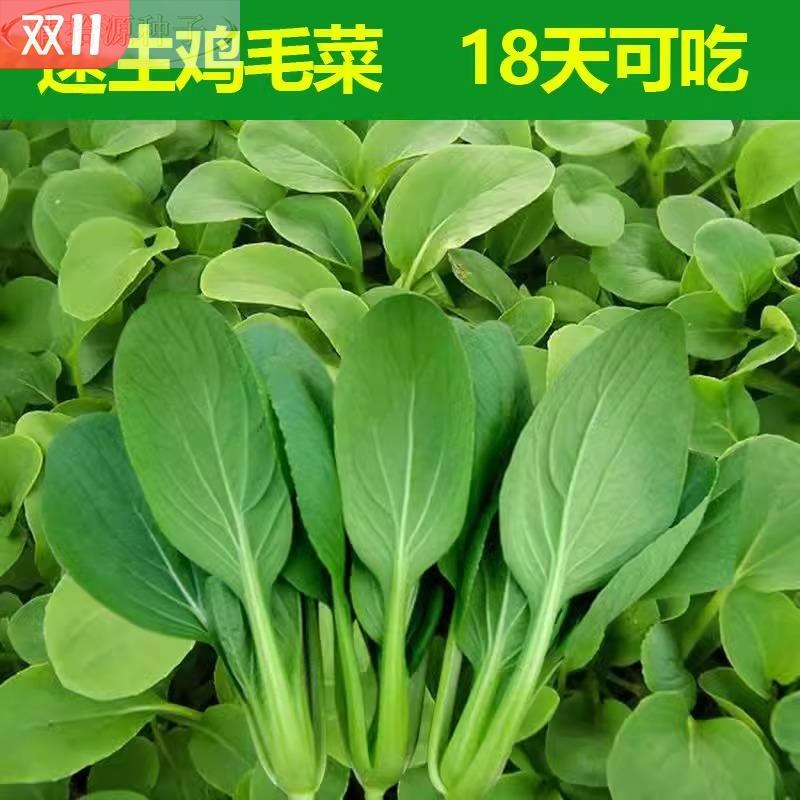 四季鸡菜种子种籽速生毛上海青小青菜蔬菜大全盆栽种植高产当季