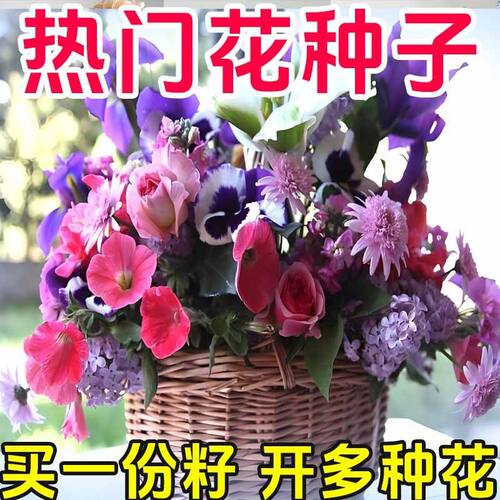 50款不重复花种子四季易种中小学幼儿园实验小盆栽有机肥植物花草