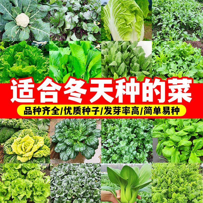 66种开春季蔬菜种子植物套餐种丝瓜黄瓜辣椒生菜豆角玉种米茄子农