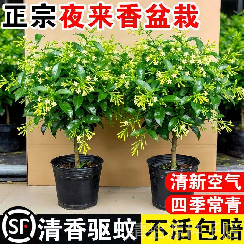 夜来香盆栽花卉室内客厅四季种植驱蚊植物室外庭院好养九里香树苗