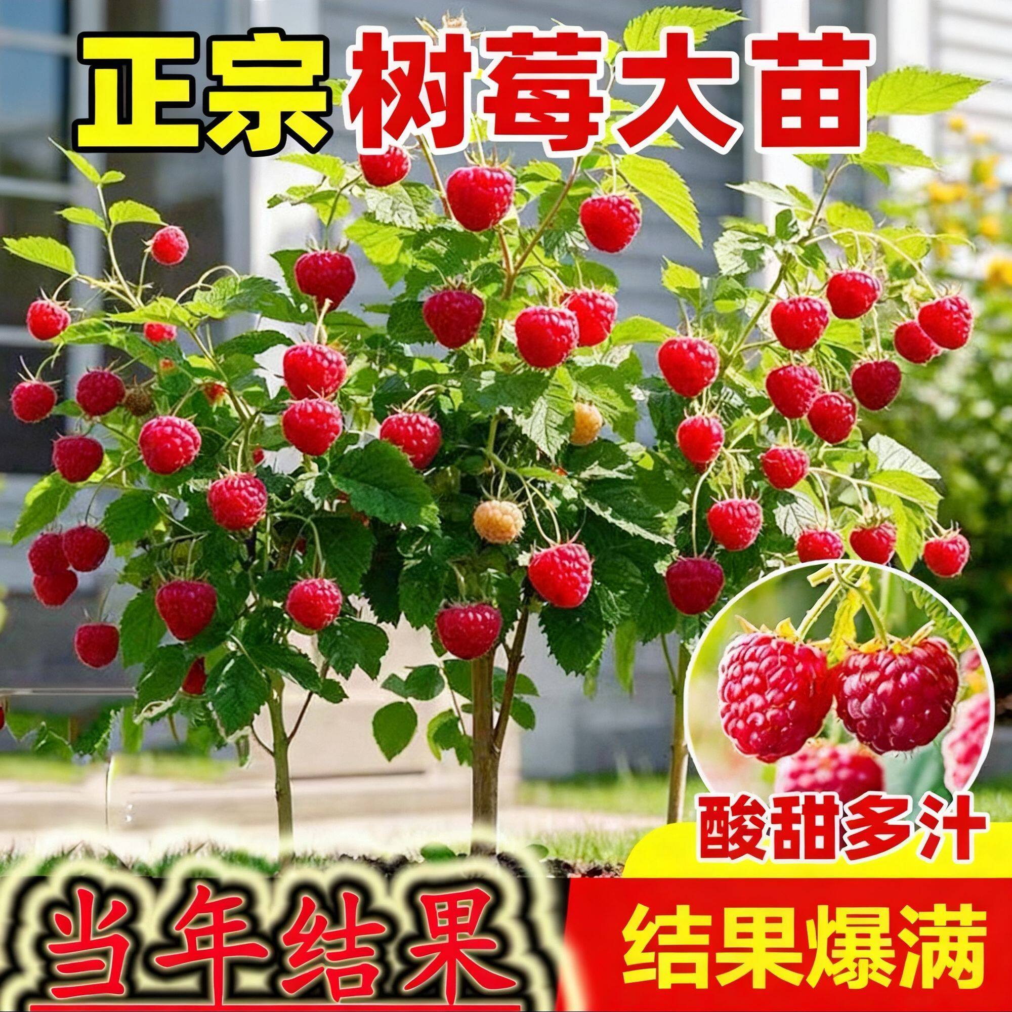 双季树莓覆盆子树苗黄黑红树莓种子南北方盆栽地栽果树苗结果带果