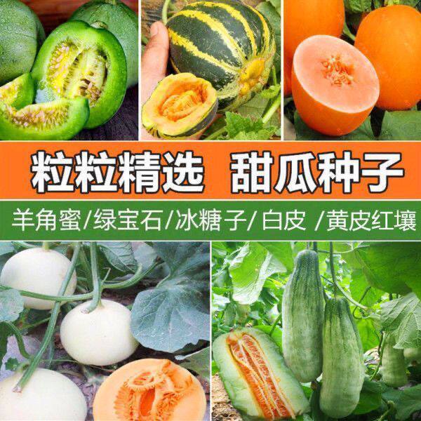 5包 甜掉牙花皮甜瓜种子冰糖脆羊角蜜皮薄肉甜八里香甜菜园土壤种