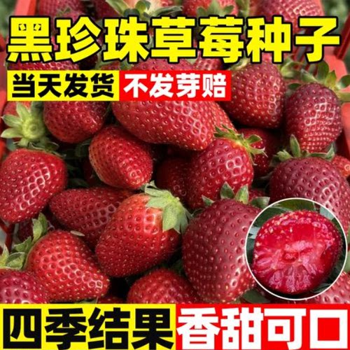 黑珍珠草莓种子四季种植阳台盆栽庭院好养大果草莓种孑水果籽种
