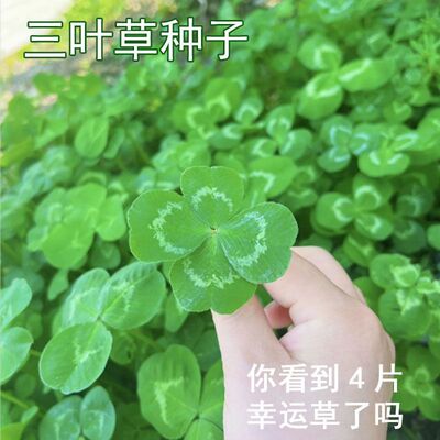 三叶草四叶草种子幸运草植物四季好种易活园林绿化庭院花草坪种籽