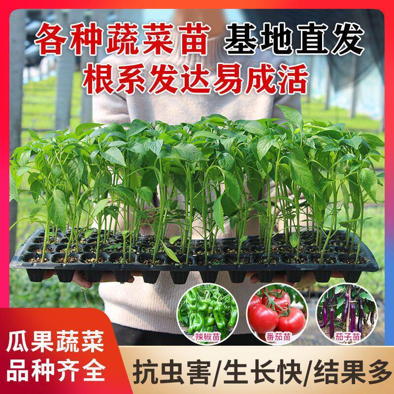 蔬菜苗种子辣椒茄子西瓜番茄黄瓜甜瓜丝瓜瓠子豆角瓠子秋葵豆角苗 - 实物图