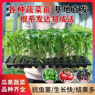 蔬菜苗种子辣椒茄子西瓜番茄黄瓜甜瓜丝瓜瓠子豆角瓠子秋葵豆角苗