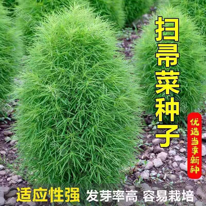 农家扫把种子地肤子种籽绿色圆球植物嫩芽菜扫把菜铁扫帚种籽高产