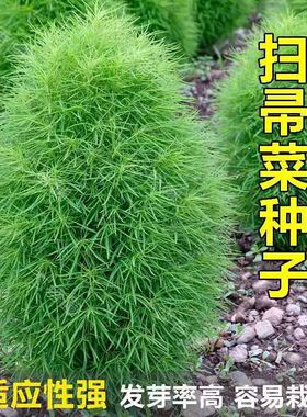 农家扫把种子地肤子种籽绿色圆球植物嫩芽菜扫把菜铁扫帚种籽高产