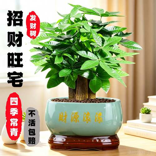 发财树盆栽花卉绿植物室内客厅步步高招财盆栽大金钱树小盆景三杆