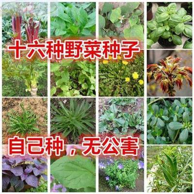 野菜种子蒲苏公英马齿苋荠面条苦菜菜刺老芽香椿秋葵鱼腥草紫枸杞