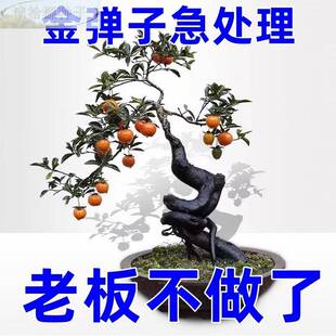弹子盆栽嫁接盆枝条树景苗不带果金单子可挂果扦插两年苗金母苗桩
