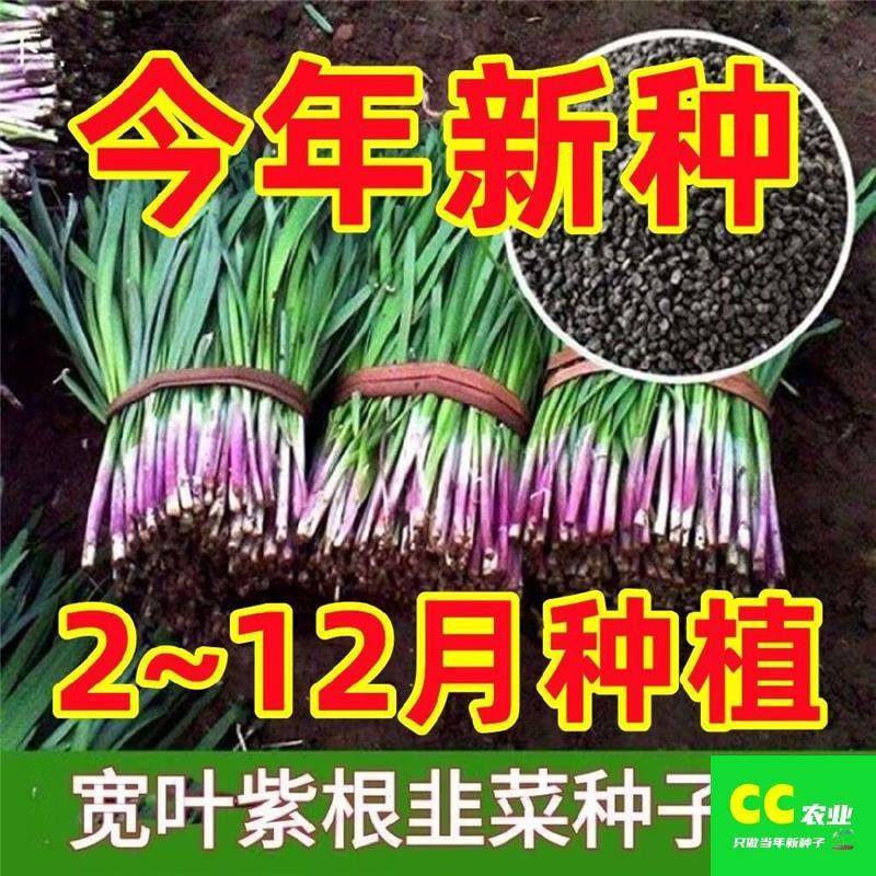 独根红韭菜子韭种菜籽韭菜种籽紫根红根宽叶大叶耐热耐寒高产包邮