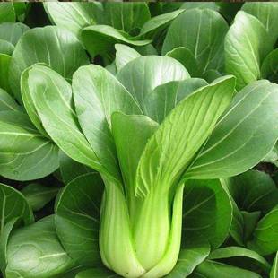 香菇菜种子种籽四季 小菜青菜白油菜上海青阳台盆栽蔬菜菜籽孑籽