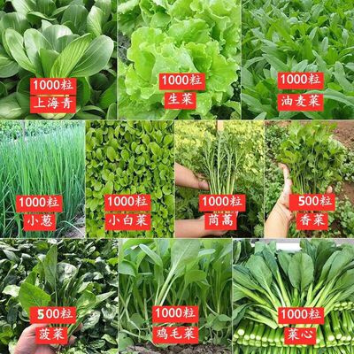 66开春季春菜子套餐丝瓜黄瓜辣椒HICR蔬种EAT豆蔬角玉种米茄子农