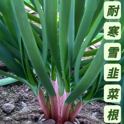 新韭菜根香韭菜根小叶韭苗菜老品种紫红根细叶笨韭菜本地土韭菜根