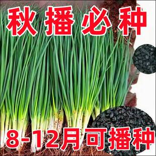 小香葱籽四季阳台种子室内盆栽娃娃菜萝卜头草莓葱种子家庭菜种子