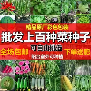 蔬菜种子四季播盆栽阳台庭院易种香菜黄瓜萝卜生菜秋季菜籽种大全