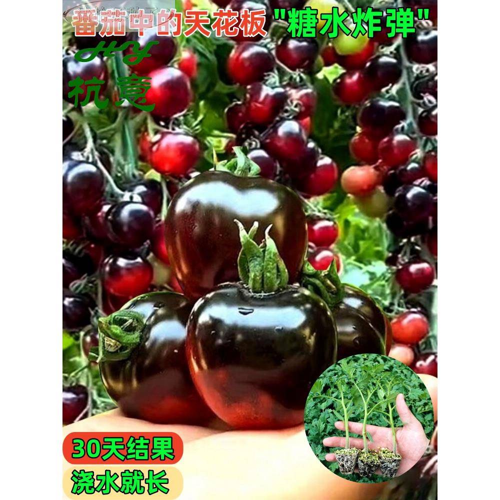 黑珍珠番茄苗樱桃小番茄秧苗圣女果四番阳台土壤盆栽水果西红柿苗
