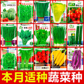 蔬菜种子大全四季 适播西瓜甜瓜黄瓜番茄家庭园艺用品阳台露天种植