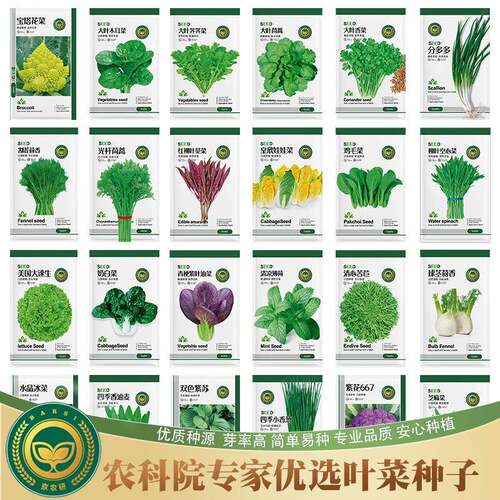 京茼农研叶菜类花菜香菜小葱鸡毛菜蒿芝麻菜紫苏茴香易种蔬菜种籽