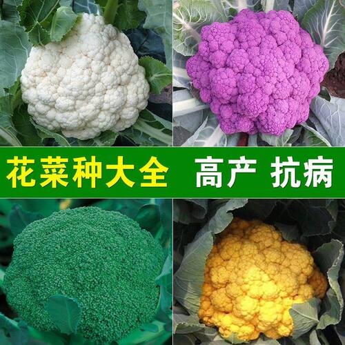 5包 西兰花苔种子秋冬黄绿青花菜籽土壤种松花椰菜蓝西花蔬菜种子