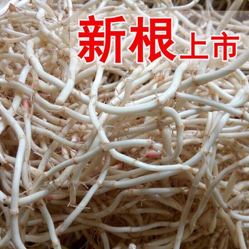 新鲜鱼腥草根 现挖折耳食根 凉拌节节根 时令野菜火锅材 一份包邮