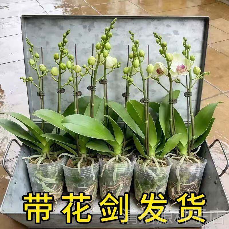 蝴蝶兰带花剑大号盆栽大花剑大苗室内客厅阳台盆栽好养活植物花苞