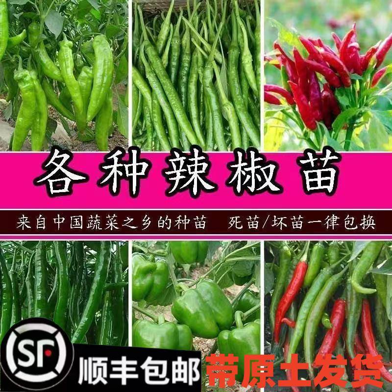 高产辣果椒苗五彩椒苗蔬菜辣椒盆栽番茄秧苗苗蔬菜苗大茄子苗阳台
