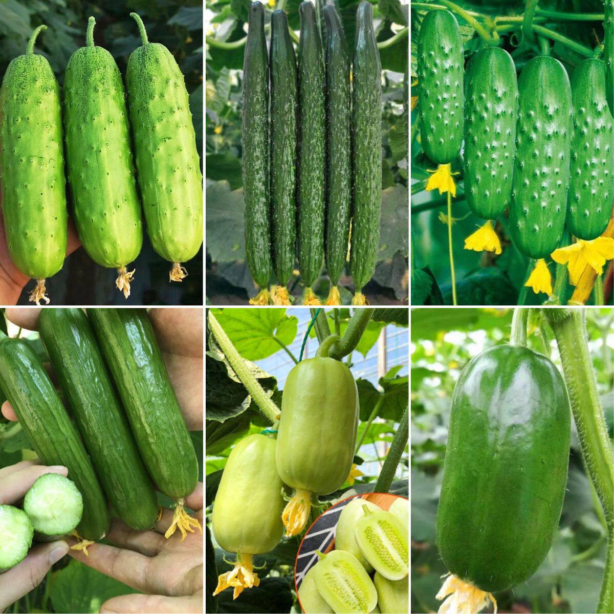 黄瓜园艺青瓜种籽春秋播种甜脆无刺金童玉女荷兰水果黄瓜蔬菜种孑