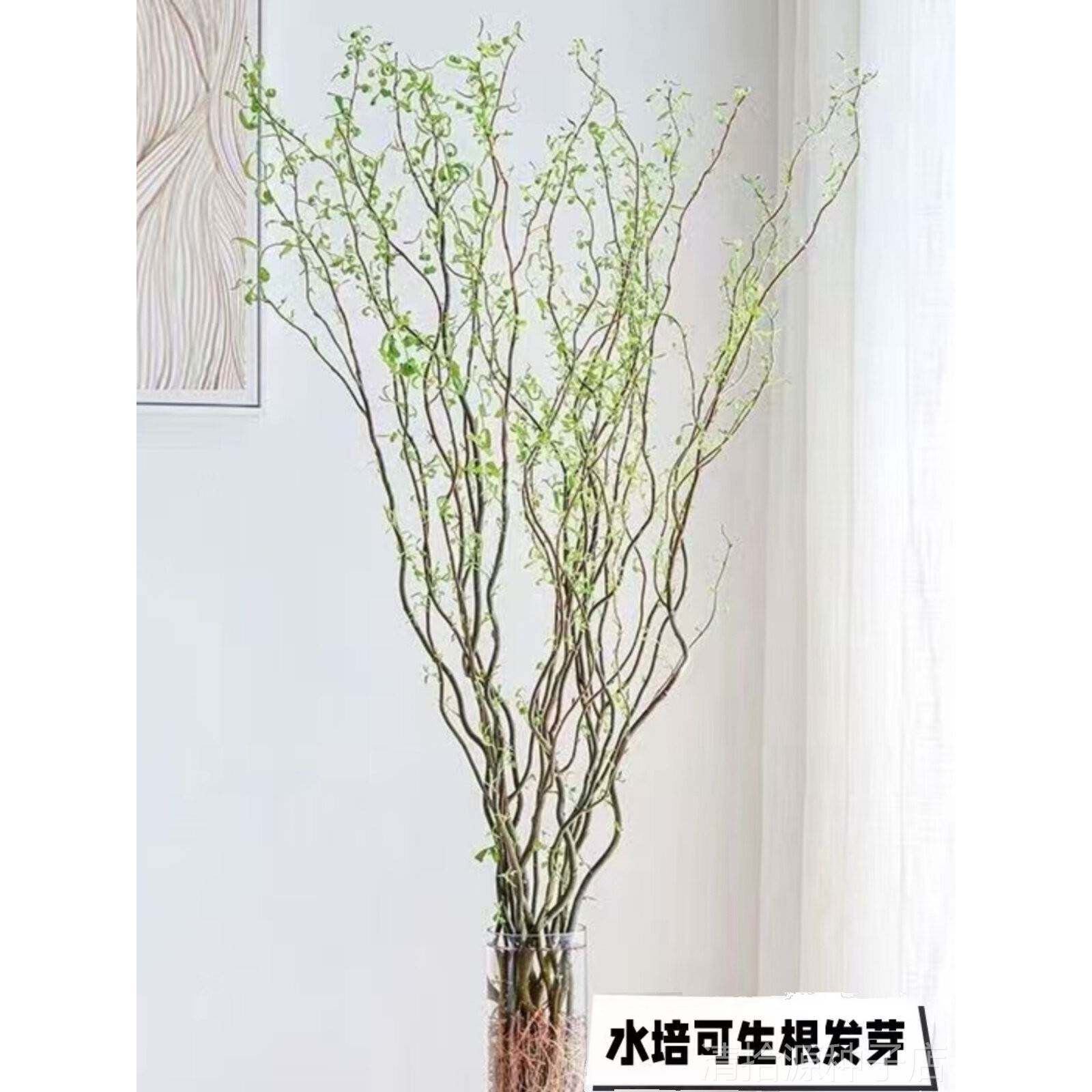 龙柳鲜枝水培植物干枝国风花卉绿植室内盆栽鲜切客厅办公室好养