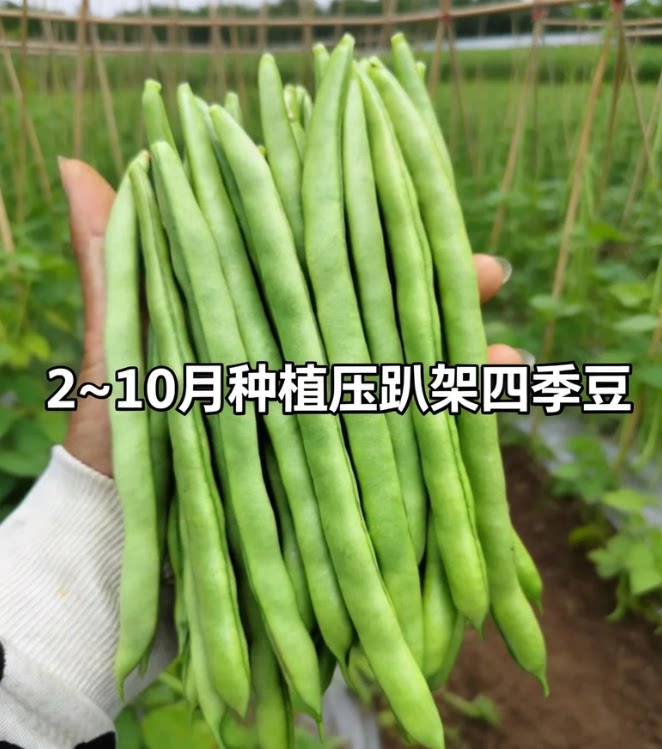 四季豆种孑有架爬藤扁豆种籽无筋豆苗秧高产春季农家阳台蔬菜园艺