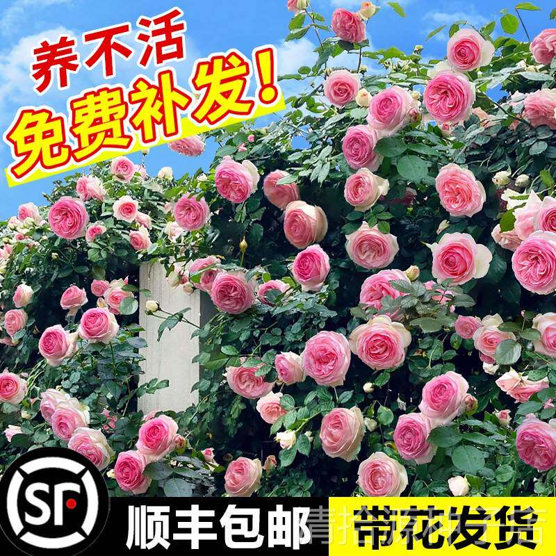 蔷薇花苗爬藤月季花卉植物盆栽特大苗室外庭院爬墙月季玫瑰花树苗