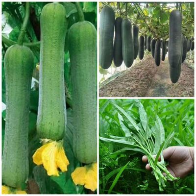 66种开春辣季春蔬菜子套丝瓜黄瓜椒HICR蔬EAT豆角餐玉种米茄子农