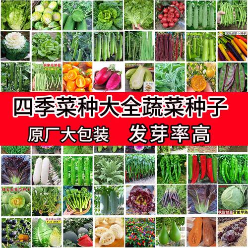 买1送1四季蔬菜种子室内外阳台庭院土壤播种香菜生菜草莓辣椒种子