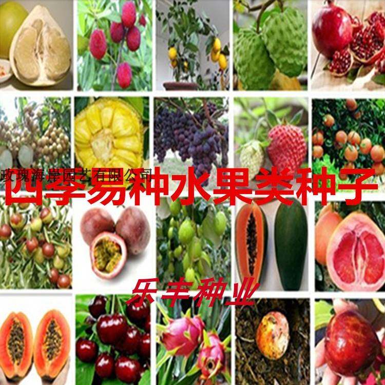 四季高产水果种子草莓种子木瓜种子西瓜种子百香果种盆栽阳台易种