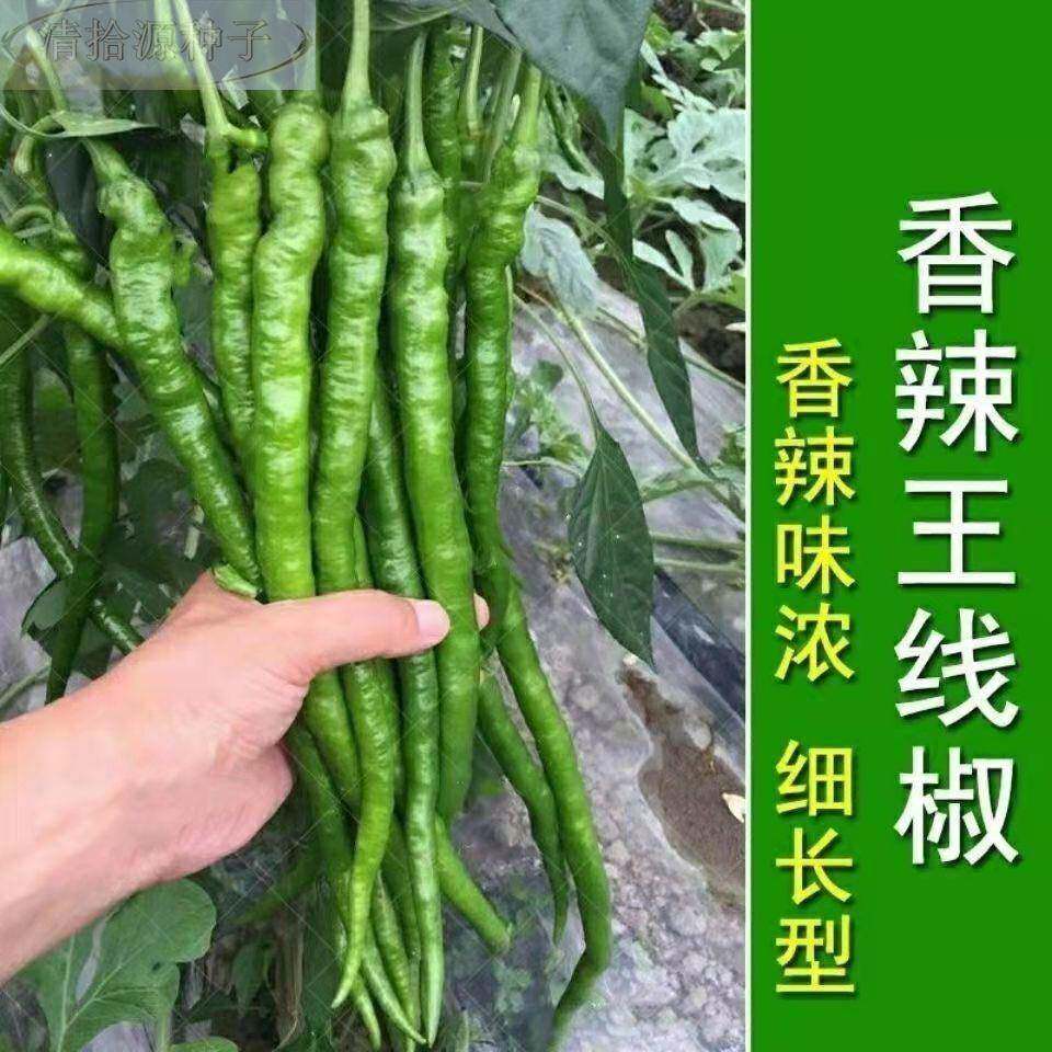 超长香辣线椒子薄皮特长春秋阳台四季辣种椒蔬菜种孑高产早熟种籽