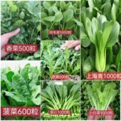 冬蔬菜菜种莓子大全室内农家阳台庭院播种香外生菜草秋辣椒菜上海