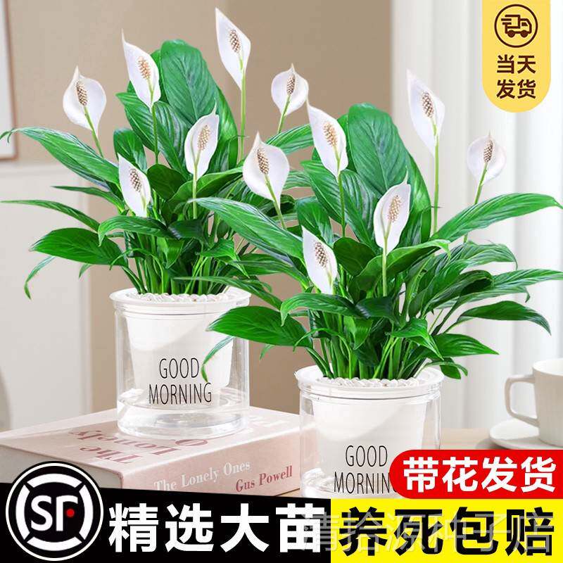 白掌绿植盆栽办公室内一帆风顺水培植物懒人适合养的花卉四季好养