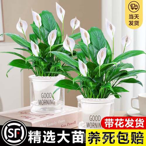 白掌绿植盆栽办公室内一帆风顺水培植物懒人适合养的花卉四季好养