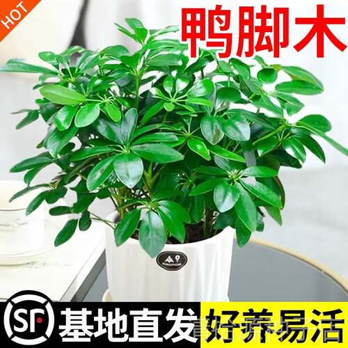 八方来财鸭脚木盆栽易活植物办公室内绿植七叶莲净化空气花高颜值